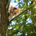 cat-1647775_1280