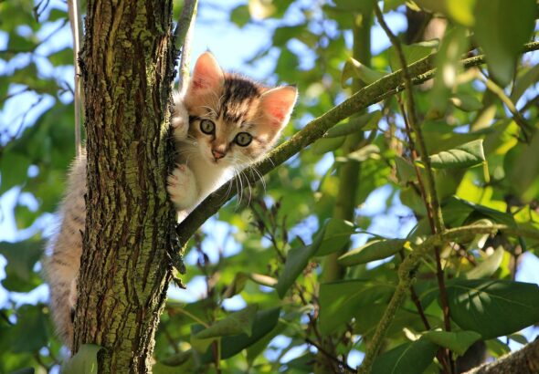 cat-1647775_1280