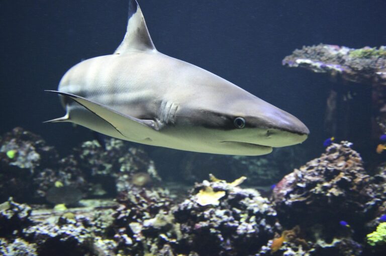 blacktip-shark-1294753_1280