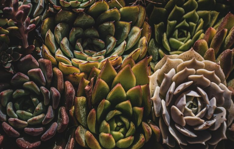 cactus-7637462_1280