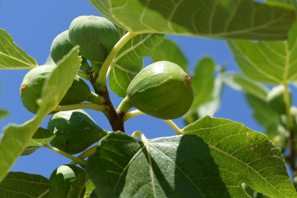 fig-tree-1658686_1280